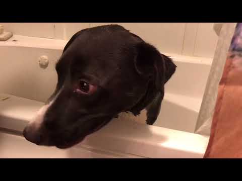 manchester-dog-trainer/-nashua-dog-trainer-duck-1-year-old-large-breed-mix