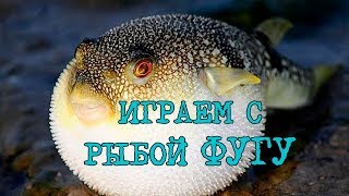 СМЕРТЕЛЬНАЯ РЫБА ФУГУ В ЕГИПТЕ! ШАРМ-ЭЛЬ-ШЕЙХ. Играем с опасной рыбкой