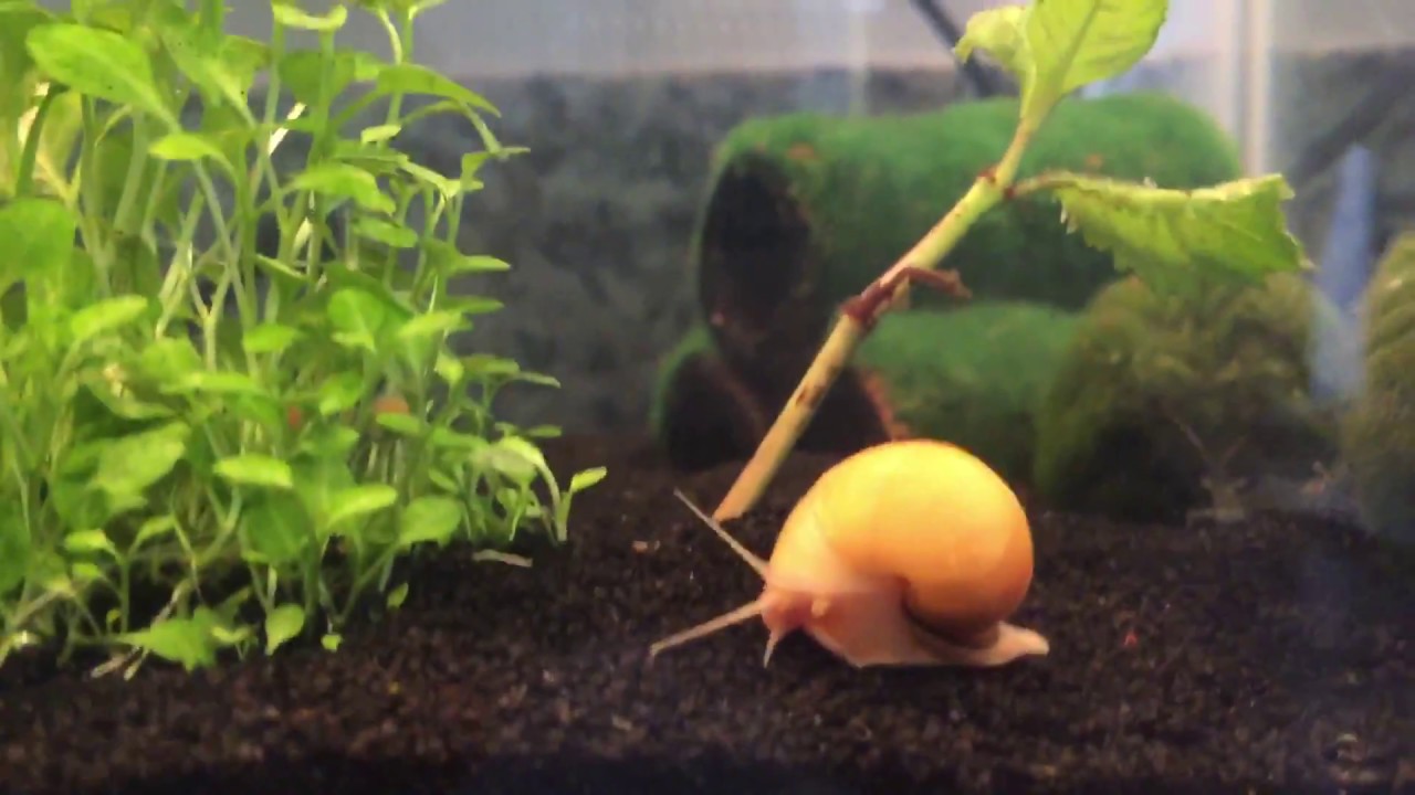 The Best Aquarium Clean Up Crew YouTube