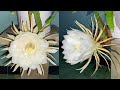 Ngắm Hoa Quỳnh nở vào ban đêm | Epiphyllum | Night blooming cereus