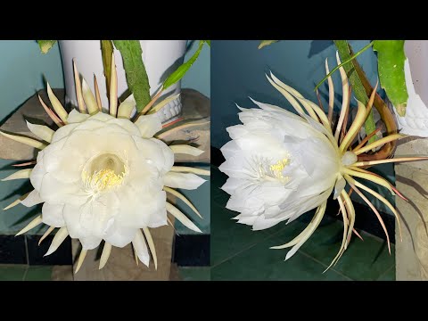 Video: Kan du spise natblomstrende cereus?