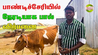 பால் கறந்து நேரடி விற்பனை|இயற்க்கை விவசாயம்|மாட்டு பண்ணை vivasayaarvalargal cows desicow