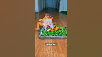 你想养一只吗 #搞笑 #内容过于真实 #万万没想到