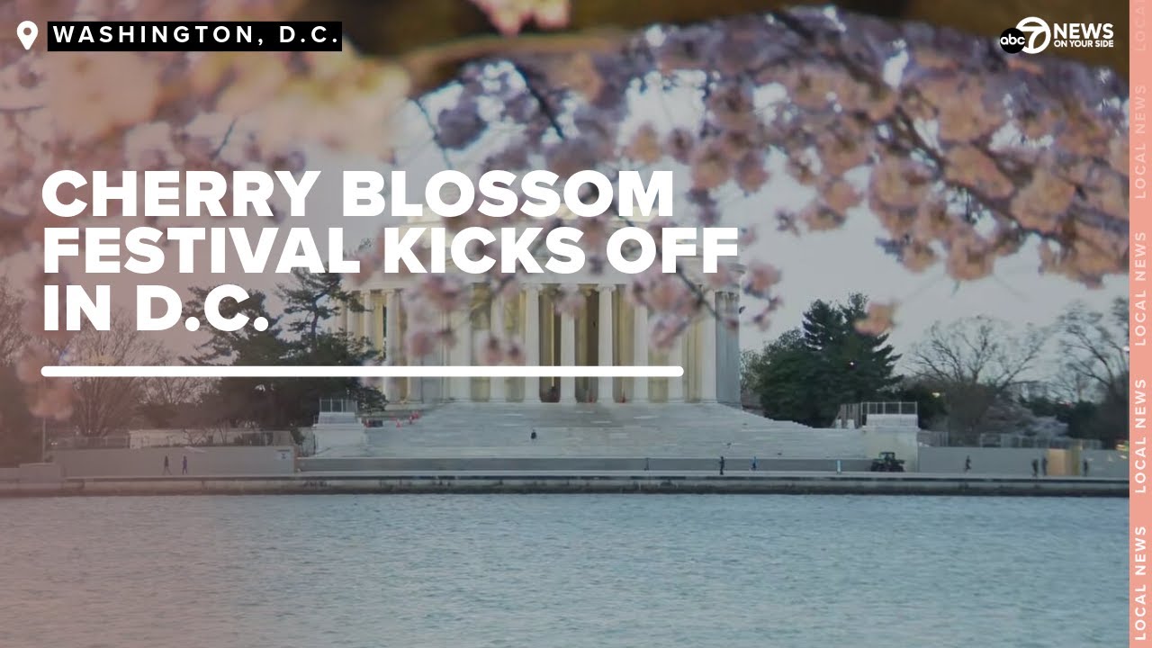 IN FULL BLOOM: National Cherry Blossom Festival kicks off in Washington ...
