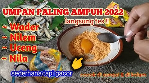 cara sederhana membuat umpan ikan wader Nilem  uceng nila || paling ampuh 2022 ~ dari roti slimut
