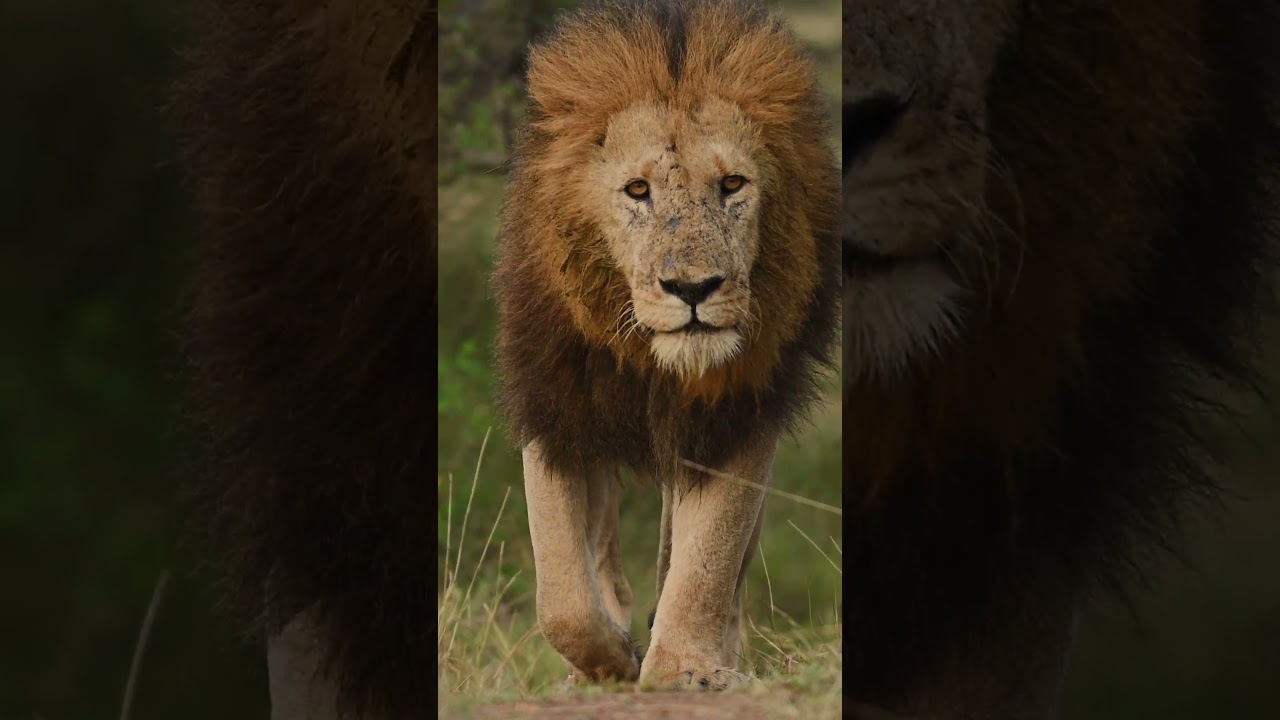Эксклюзивное фотосафари в Амбосели и Маре 