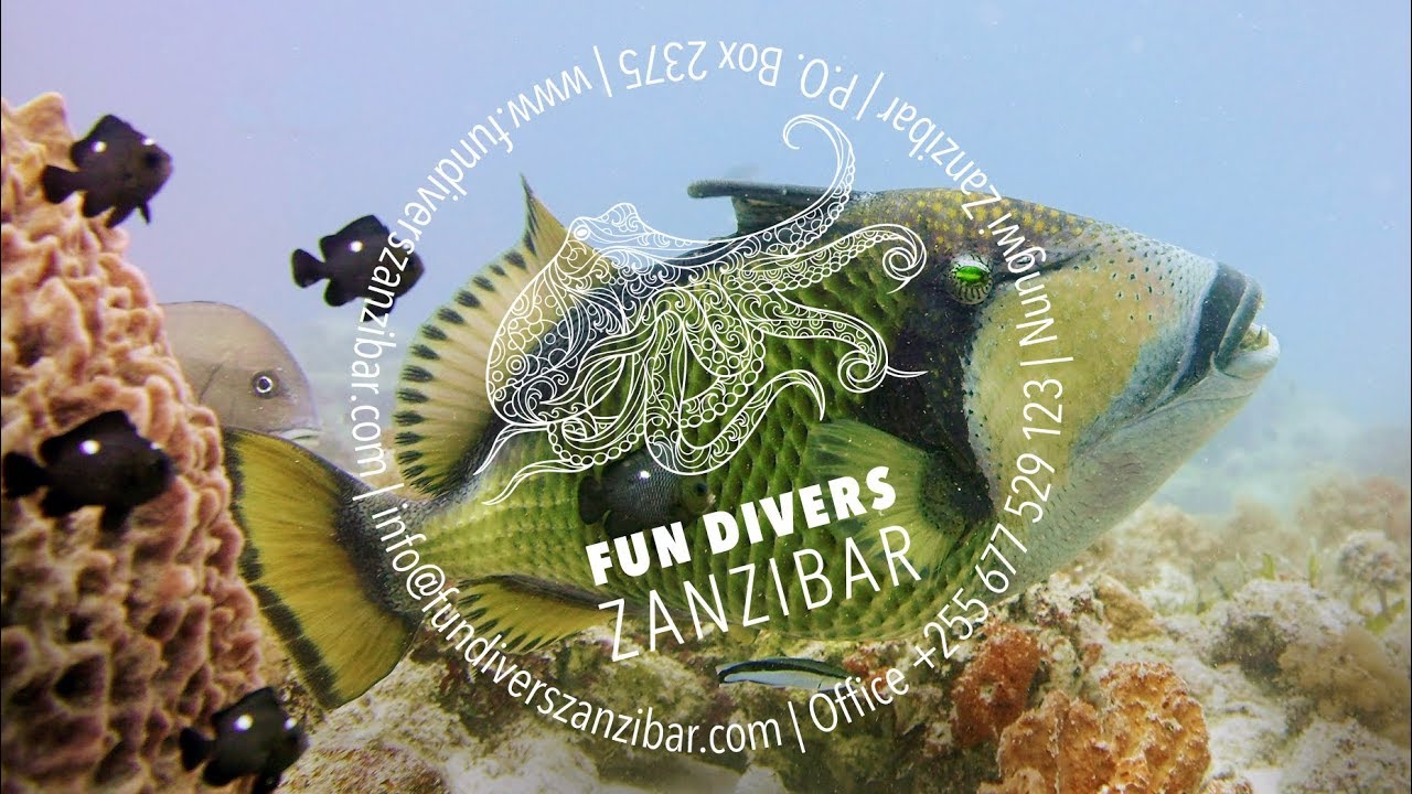 Hungry Titan Triggerfish