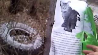 Пропал кот! Идёт снег. Жалко кота. Розыск кота Игната. Пропал кот! Идёт снег. Жалко кота. Розыск кота Игната.