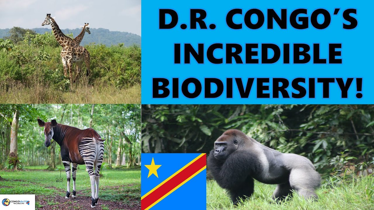 D.R. CONGO’S INCREDIBLE BIODIVERSITY YouTube