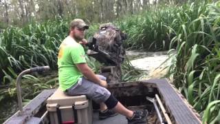 Gator-tail Maurepas Swamp