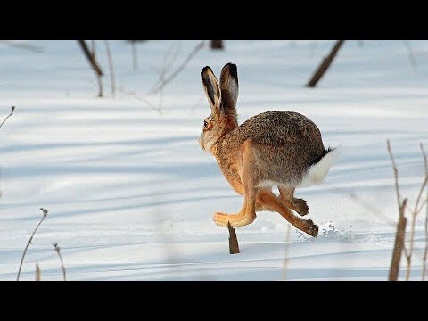 Видео: С ДВУСТВОЛКОЙ НА ЗАЙЦА ПО ПЕРВОМУ СНЕГУ. Охота на зайца троплением