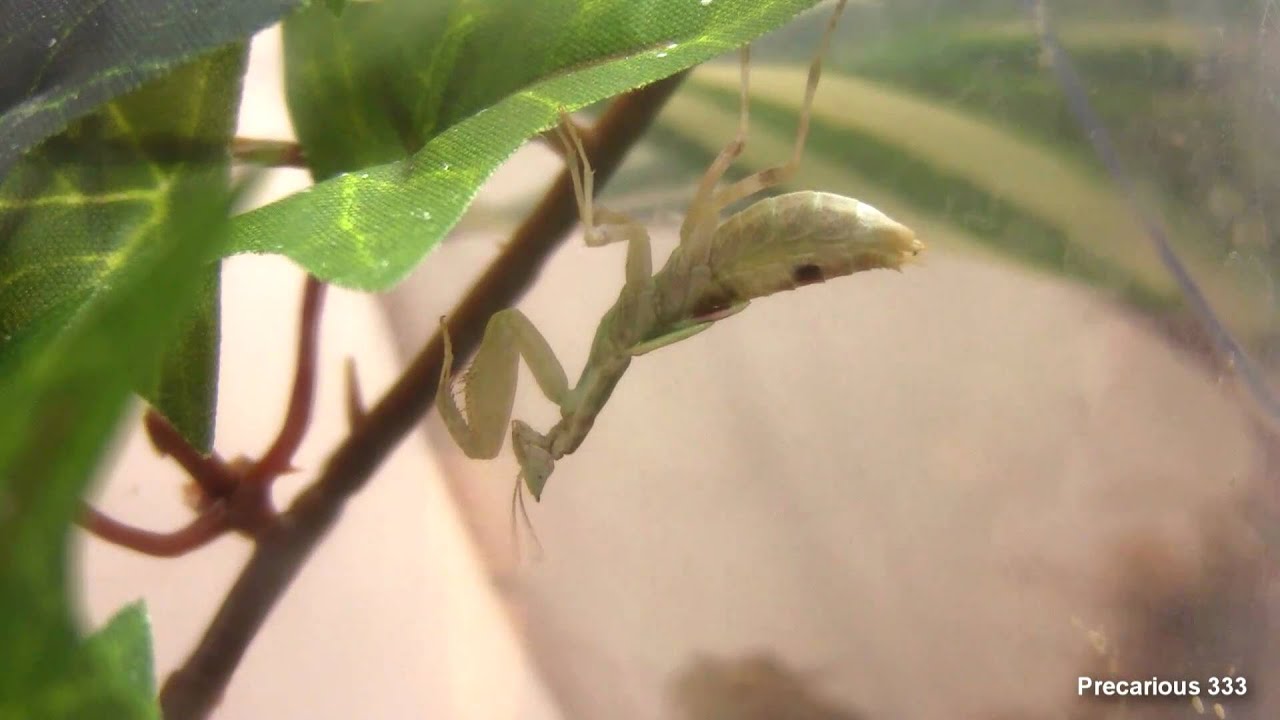 Female Gambian Spotted-Eye final molt (Time Lapse)
