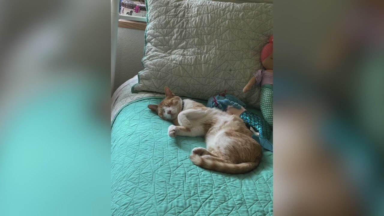 Cat returns home after lost for weeks in snowstorm - YouTube