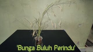 Bunga Buluh Perindu