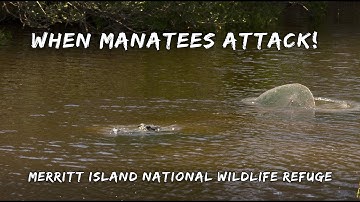 When Manatees Attack!!!