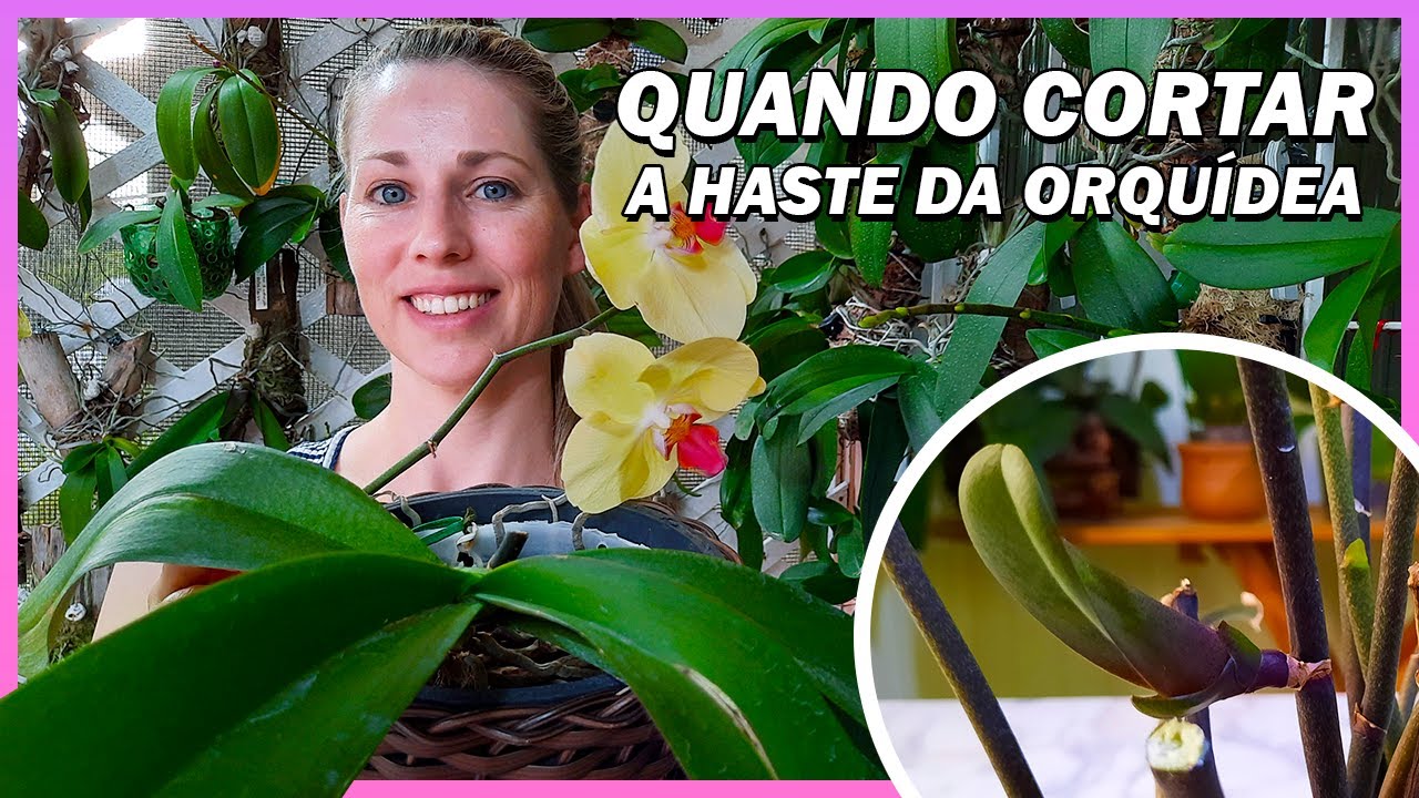 Não CORTE a HASTE da sua Orquídea antes de ver esse vídeo