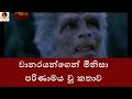 Human evolution -   ලුසීගේ කතාව - වානරයන්ගෙන් මිනිසා පරිණාමය වූ හැටි