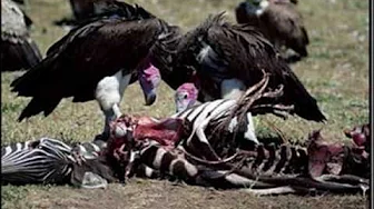 Vultures-Insane Clown Posse Vultures-Insane Clown Posse