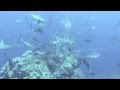 Shark Feeding Frenzy! Coral Sea, Australia.  Video by Craig Capehart