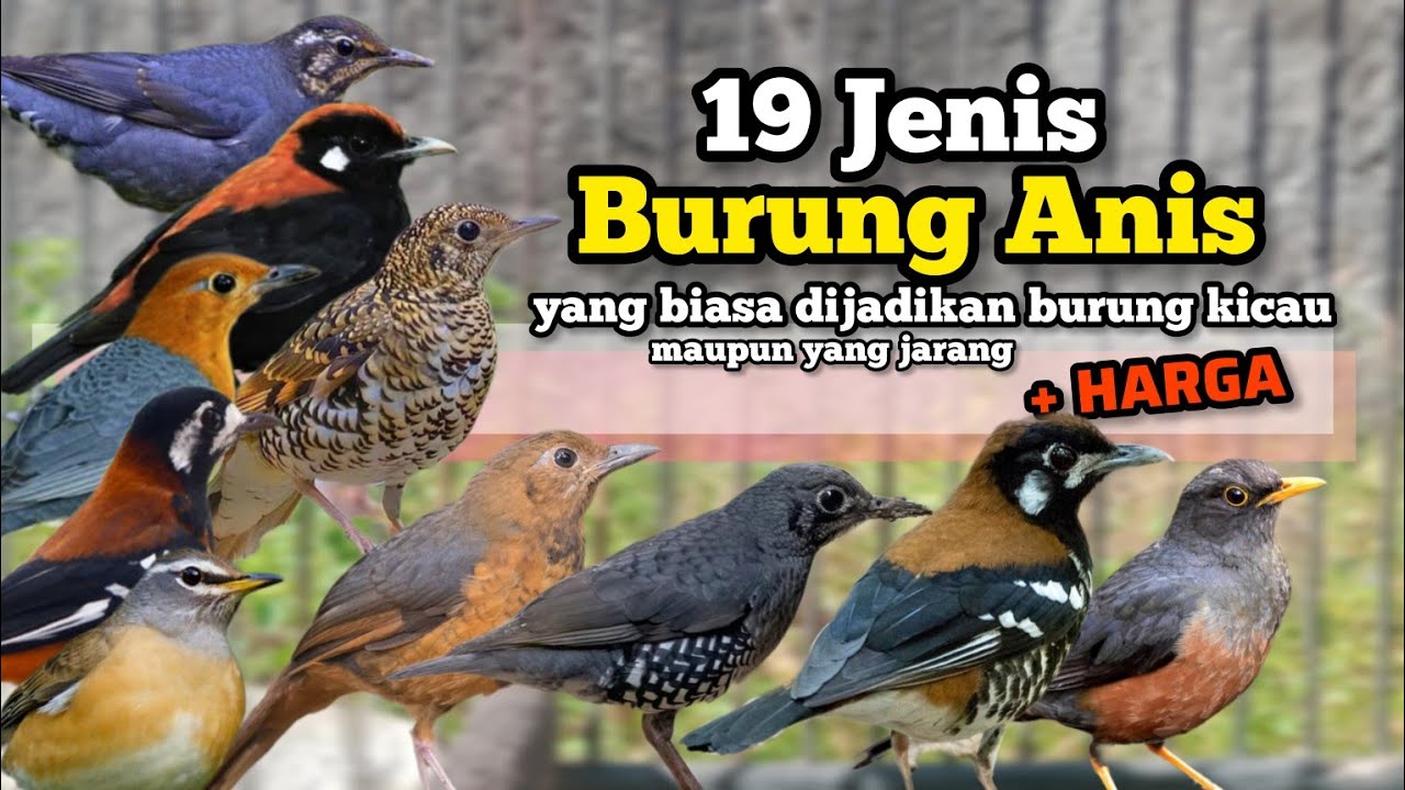19 Jenis Burung Anis ‼️ Yang biasa dijadikan burung kicau maupun yang jarang dipelihara ‼️