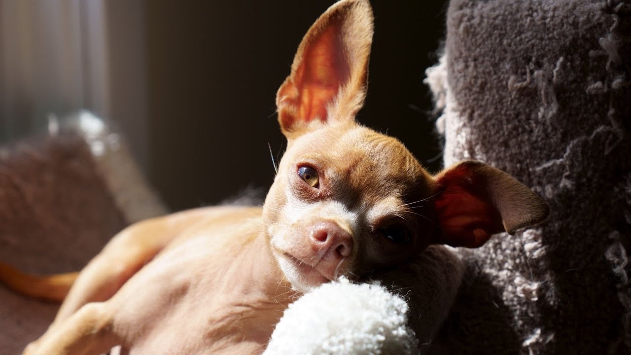 Thankful Rescue Dog is SO EXCITED to do Tricks For Dad. Sad Shelter Dog ...