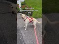 My Dog's First Longboard Run Was Insane #shorts #dog #skateboarding