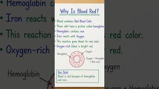 Why is blood red? 🩸 Simple explanation!#science #biology #education #shorts #notes #viral #trending