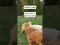 Eco-Friendly Pet Care Tips | Sustainable Dog Hacks-Eco Tips for Dog Owners | GoEcoPaw Hacks