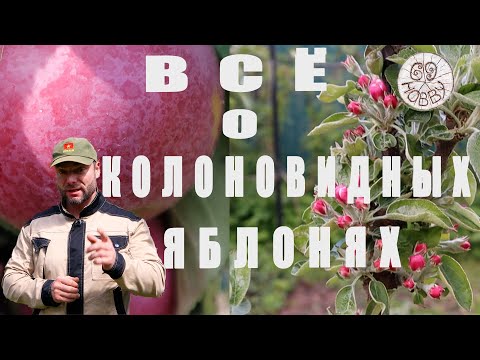 ВСЁ, ЧТО ВЫ ХОТЕЛИ ЗНАТЬ о КОЛОННОВИДНЫХ ЯБЛОНЯХ! И даже больше! Нюансы посадки и ведения!