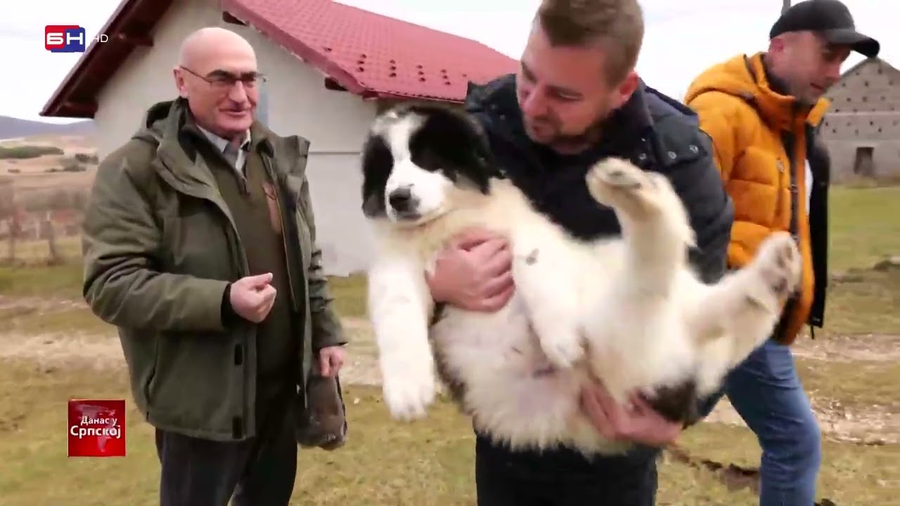 Porodica Kočić sa Stričića na Manjači pokrenula je uzgoj pasa rase tornjak