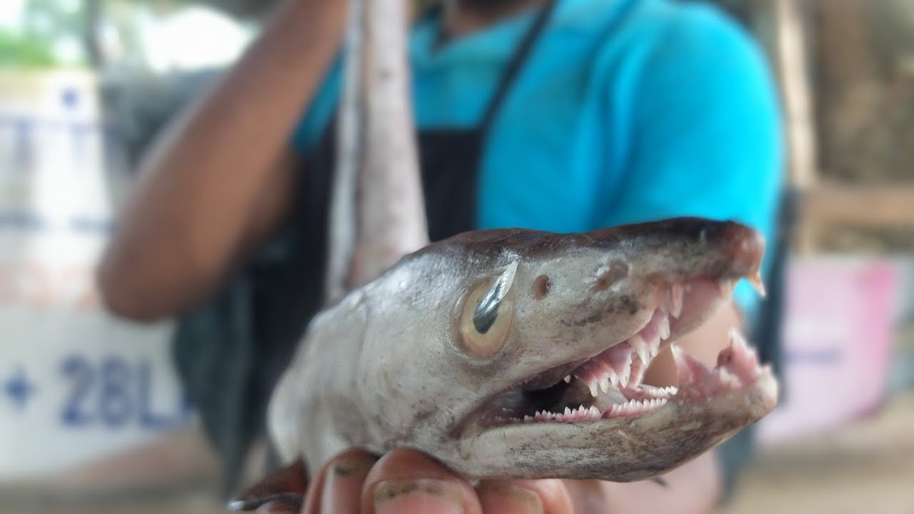 Fish cutting eel|amazing fish cutting and health Tamil |  Eel Fish From  Catching Monster