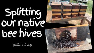 Splitting our Australian native bee hives and harvesting the honey