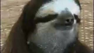 Funny Sloth meme (read description pls)