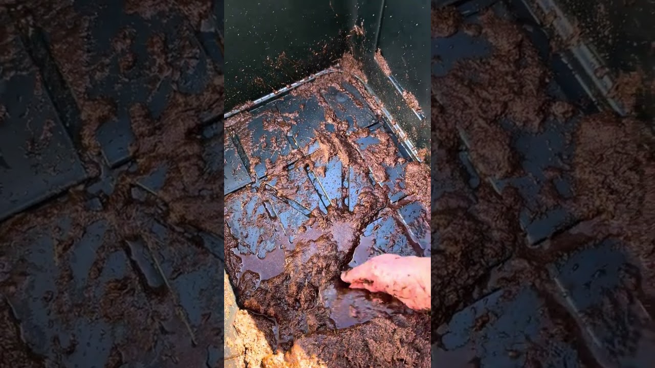 Making a Tortoise substrate for a DIY habitat out of Coconut Fiber