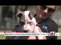 Bill filed to strengthen animal treatment laws in North Carolina