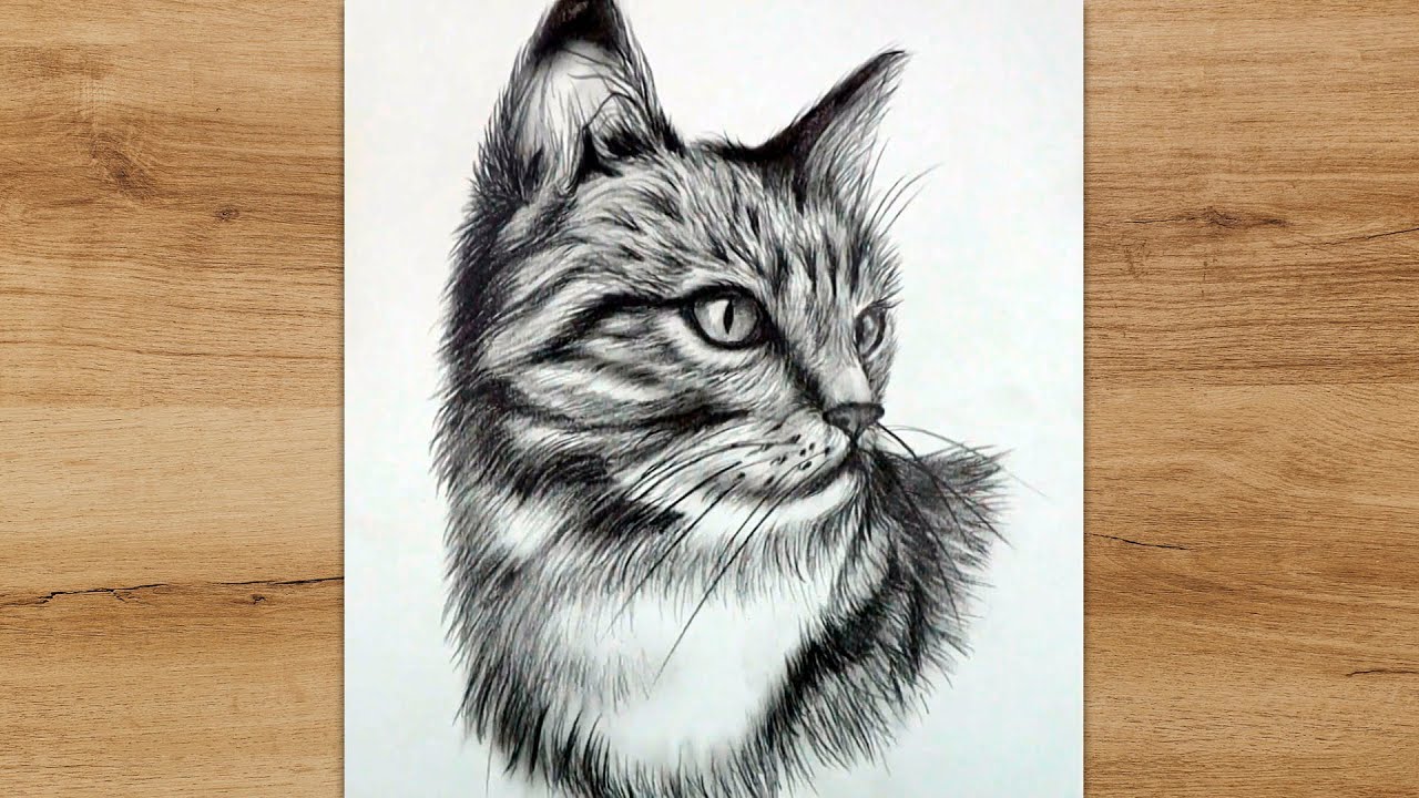 Cat Drawing Easy - Step by step Pencil Sketch for beginners || How to draw  a cute cat - YouTube