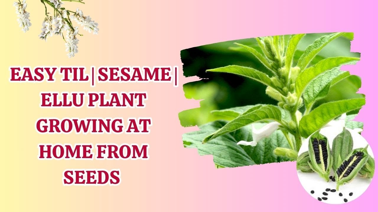 Easy Til | Sesame | Ellu Plant Growing at Home from Seeds - YouTube