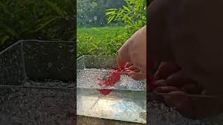 Why JBL GO 4 is the Best Outdoor Speaker! Water Test 🌾