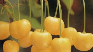 Pick own cherry at Ohashi Cherry Farms | Hokkaido, JAPAN (fruit pickking)