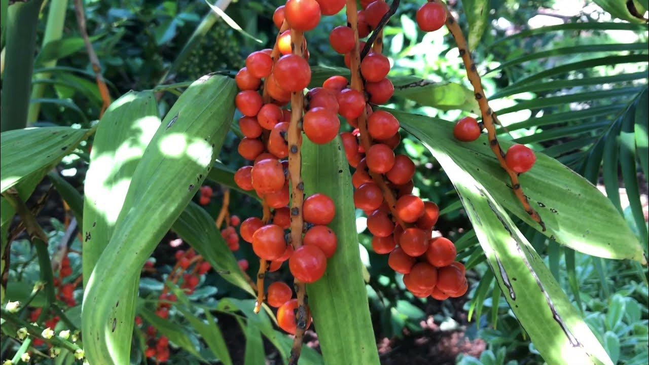 Cold Hardy Bamboo Palm, Chameadorea microspadix - YouTube
