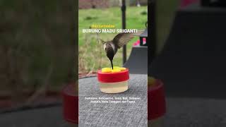 Download Burung Madu Sriganti # Colibri Bird #shorts Video MP3 Burung Madu Sriganti # Colibri Bird #shorts