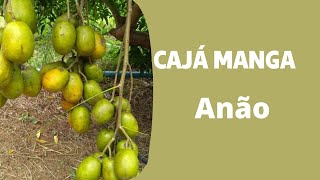 Benefícios do Cajá Manga Anão