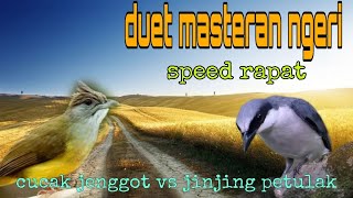 Duet masteran ngeri ❗ cucak jenggot dan jinjing petulak 🔥