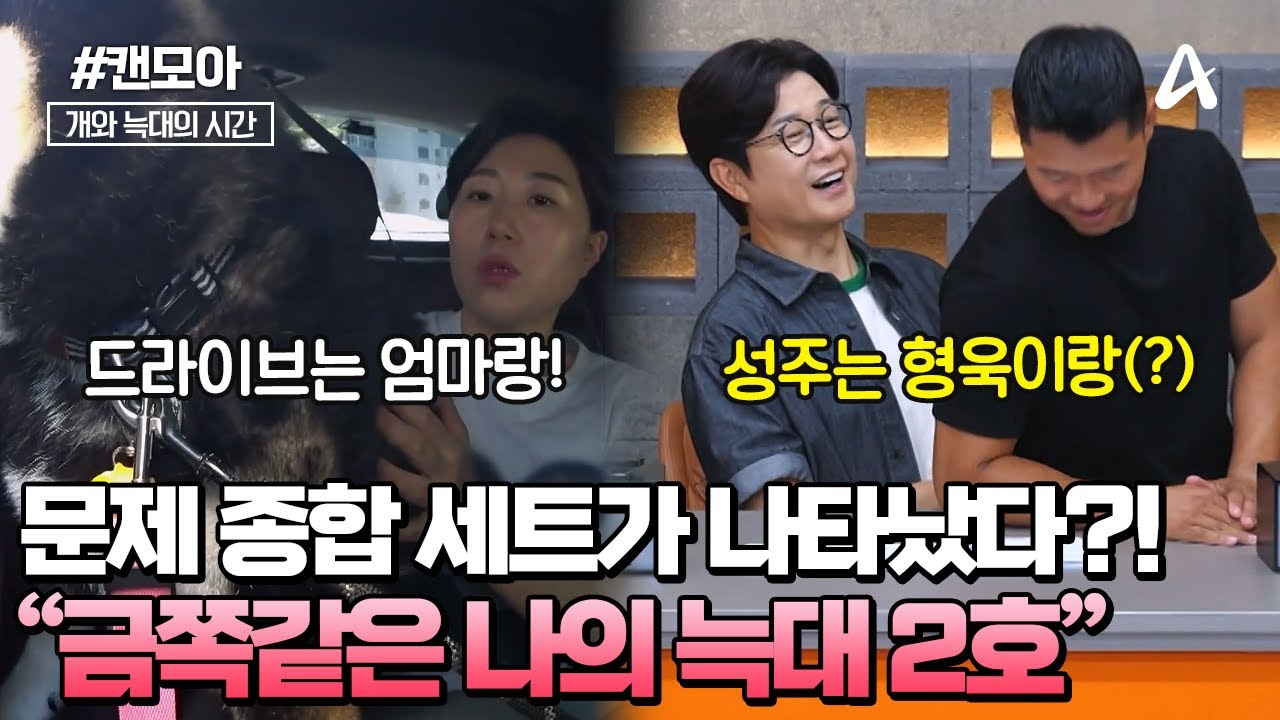 [#캔모아] 🚗드라이브 할때는 꼭! 엄마 무릎에 앉는다! 💩ㄸ도 먹고 사람 음식도 먹는 금쪽같은 늑대 2호! | 개와 늑대의 시간 5회