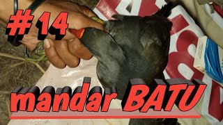 suara burung mandar batu pemikat