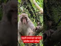जङ्गली जनावरहरू खानाको खोजीमा बस्ती नजिक #newsabhiyan
