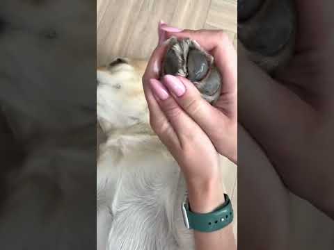 Уход за лапами собаки  #щенок #уходзасобакой #уходзащенком