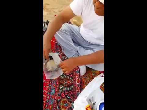 نتافه روعه يجماعه القنص