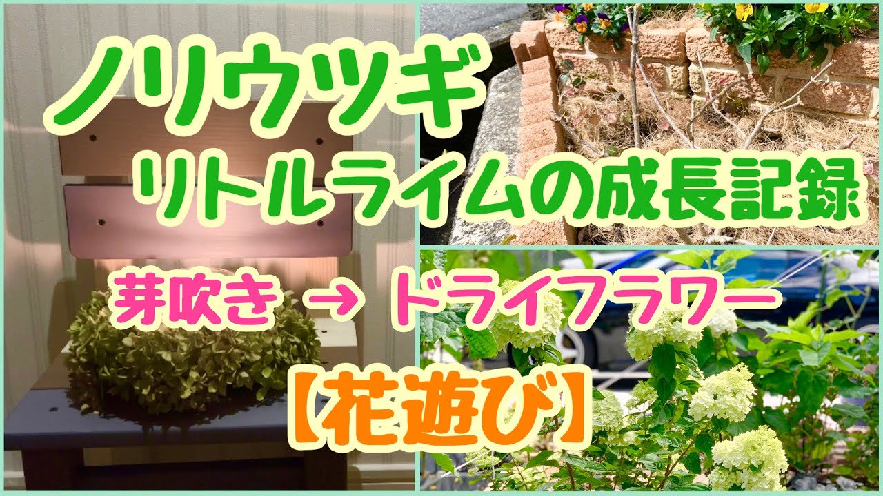 ノリウツギ】リトルライムの成長記録。ドライフラワー作品に変身！【花