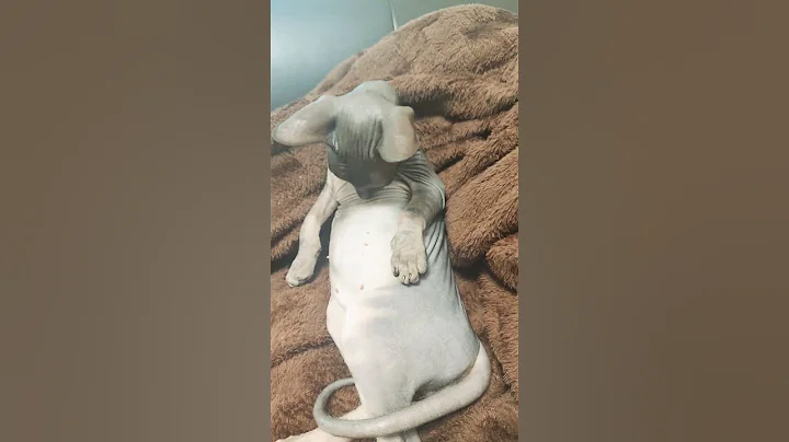 Video 5187771: sphynx kitten catlover pets, sphynx cats kitten pets, cat sphynx dance pets, sphynx catlover cute pets, sphynx funny catlover kitten, sphynx cats pets animals